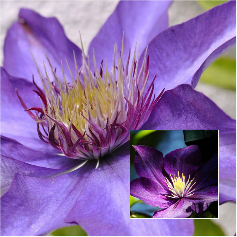 arabella clematis